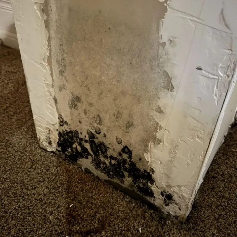 Professional Mold Removal in New Cumberland, WV